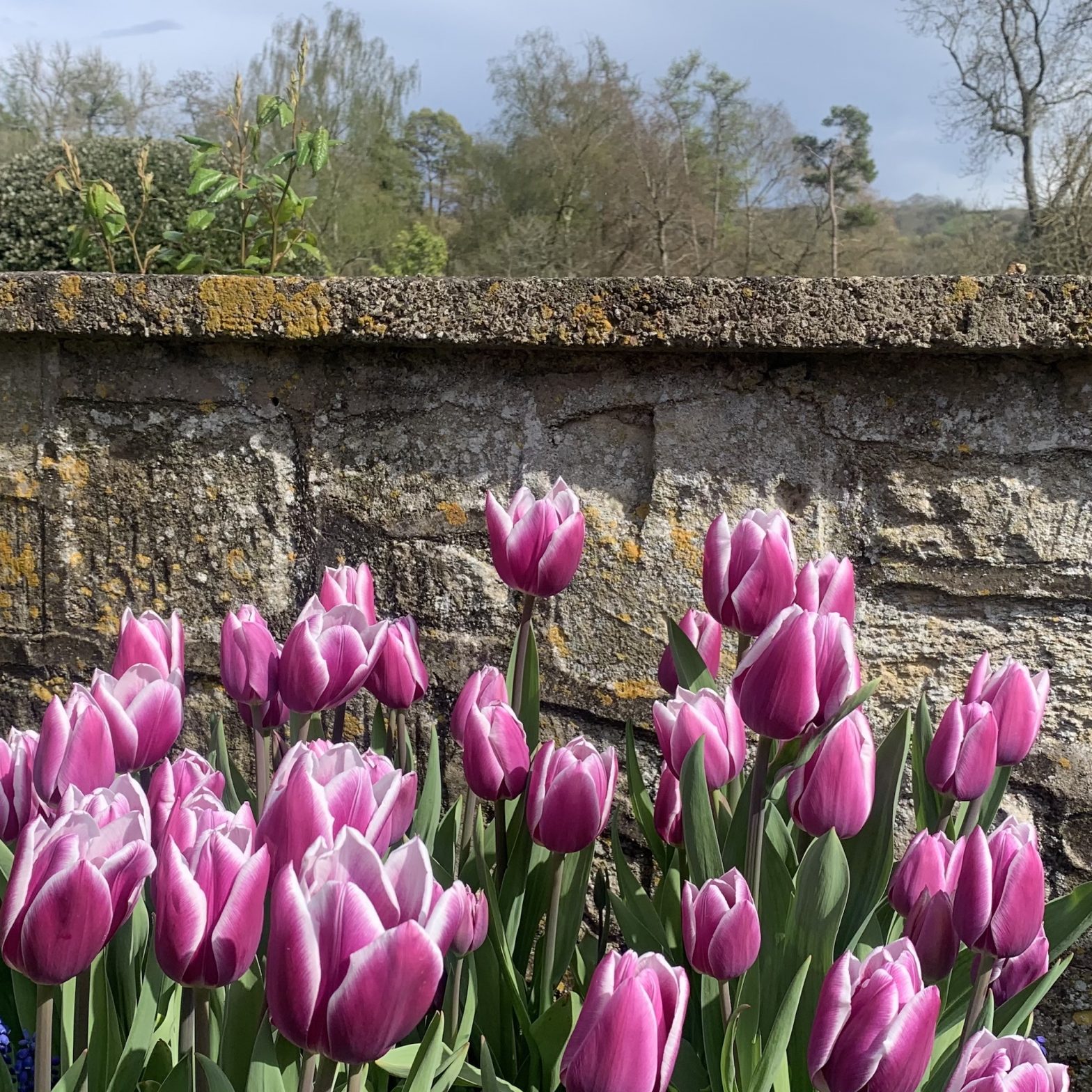 Caisson garden tulips
